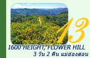 1600 Height, Flower Hill